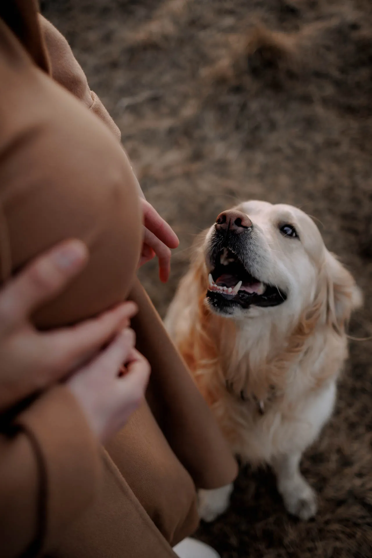 Babybauchfoto mit Hund in der Natur München Lena Dugnus