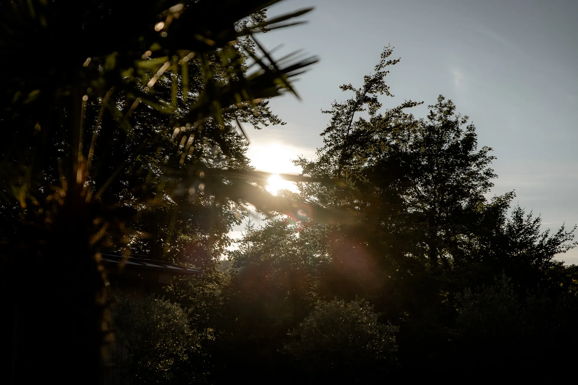 Artistic shot sunset through trees with sparkler
