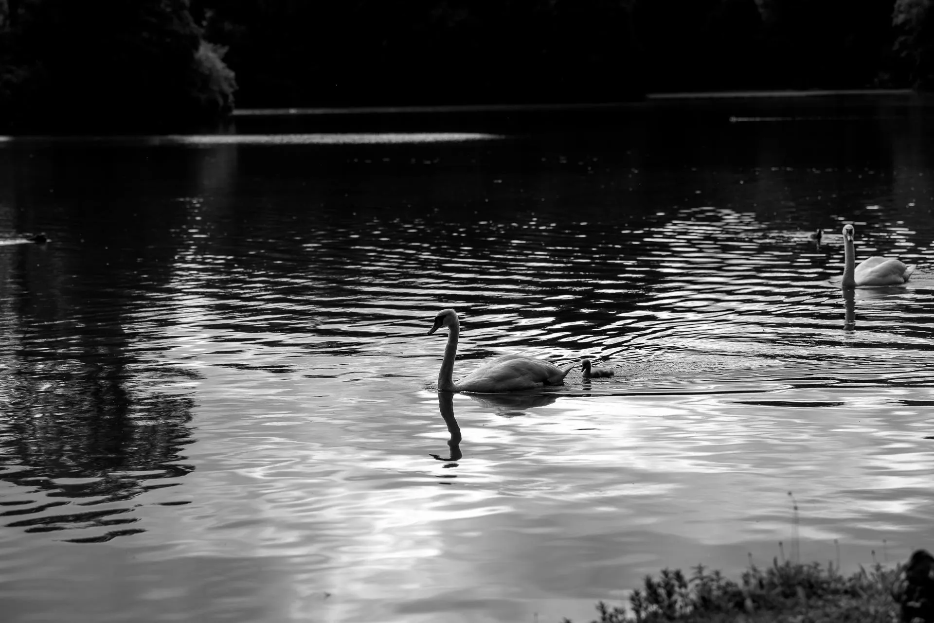 Swans in the Englischer Garten Munich – romantic black and white wedding photography