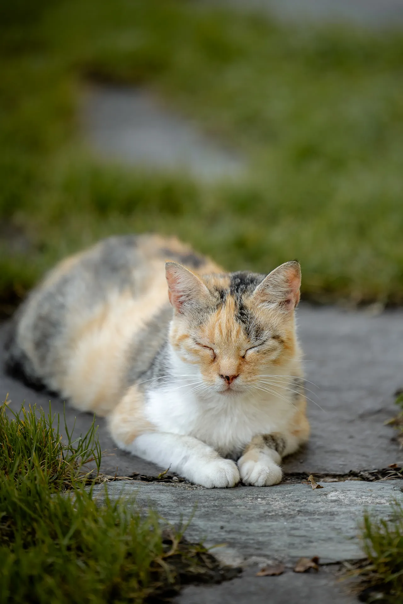 Charming cat as delightful detail of the Italian wedding venue