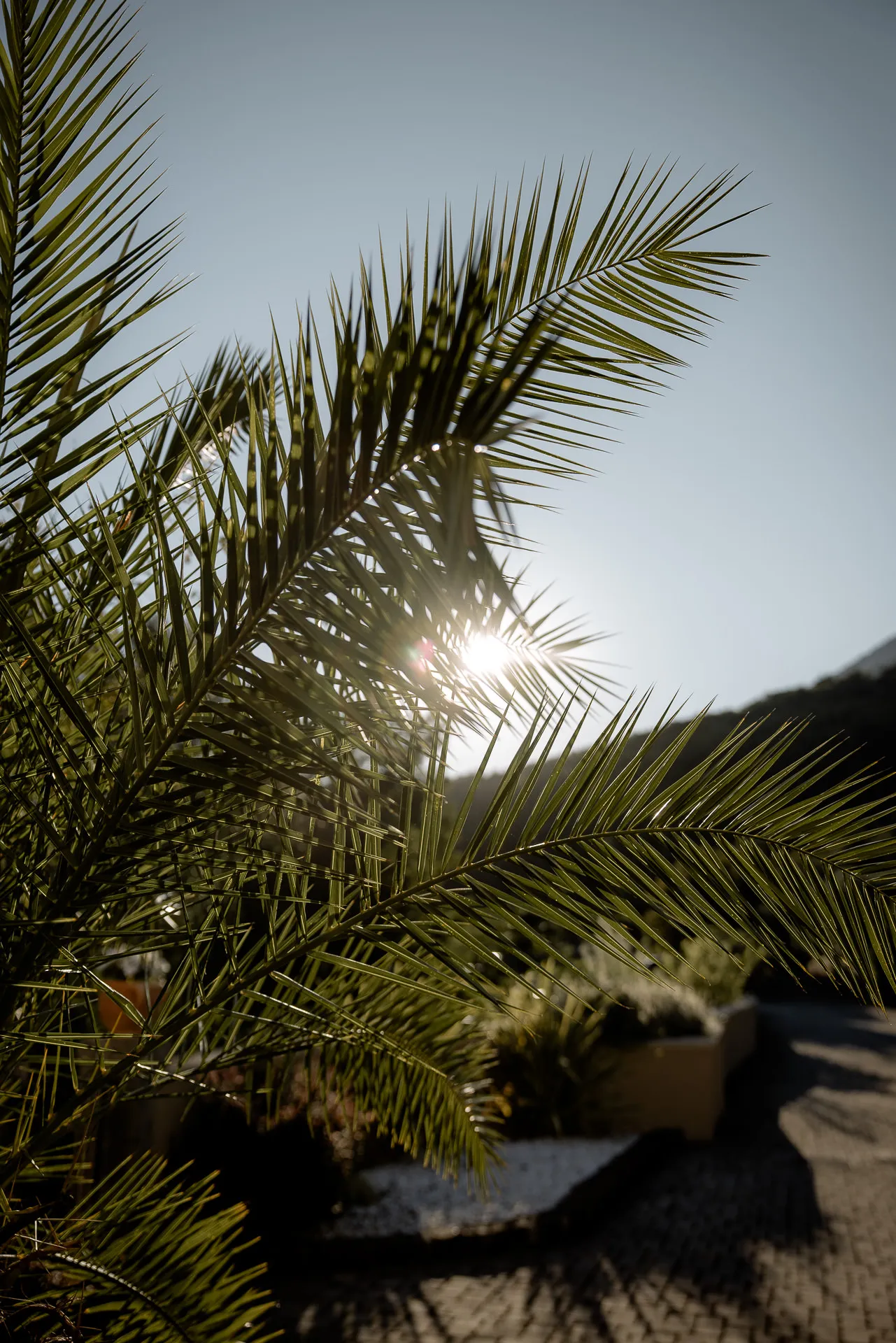 Palm leaves in sunlight with Mediterranean atmosphere at Lake Garda