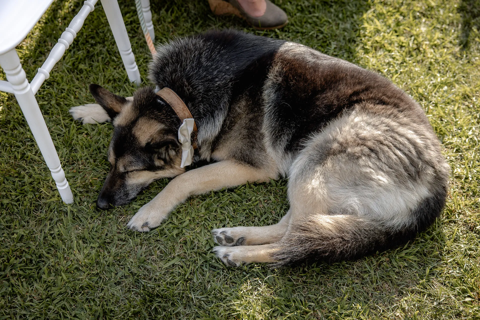 Wedding dog relaxing on lawn during ceremony at Villa Cariola